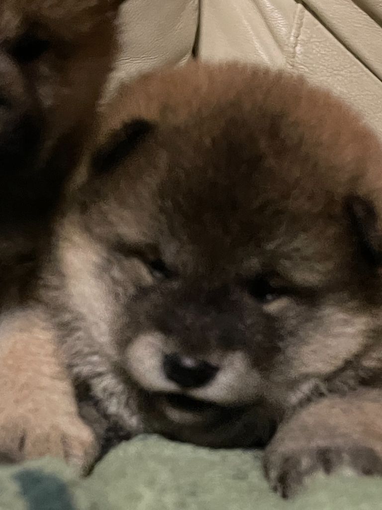 du mas d'elronde - Chiots disponibles - Shiba