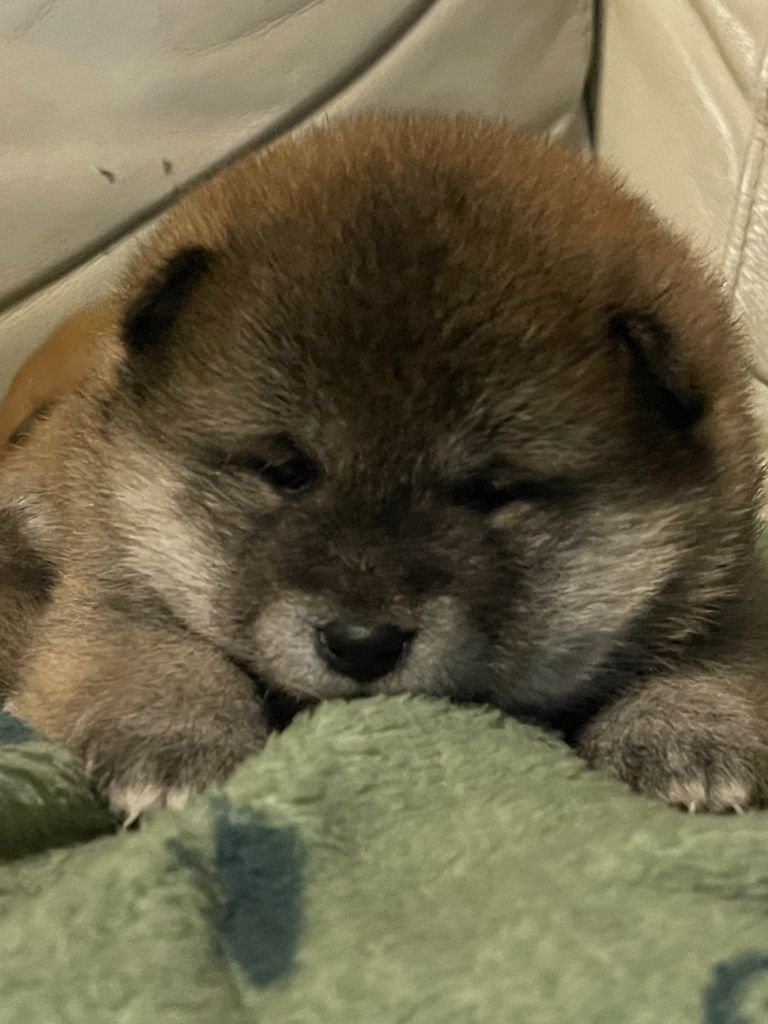 du mas d'elronde - Chiots disponibles - Shiba