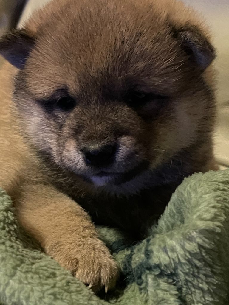 du mas d'elronde - Chiots disponibles - Shiba
