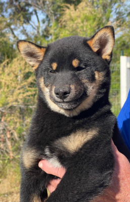 BAIKO