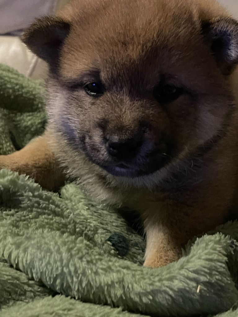 du mas d'elronde - Chiots disponibles - Shiba