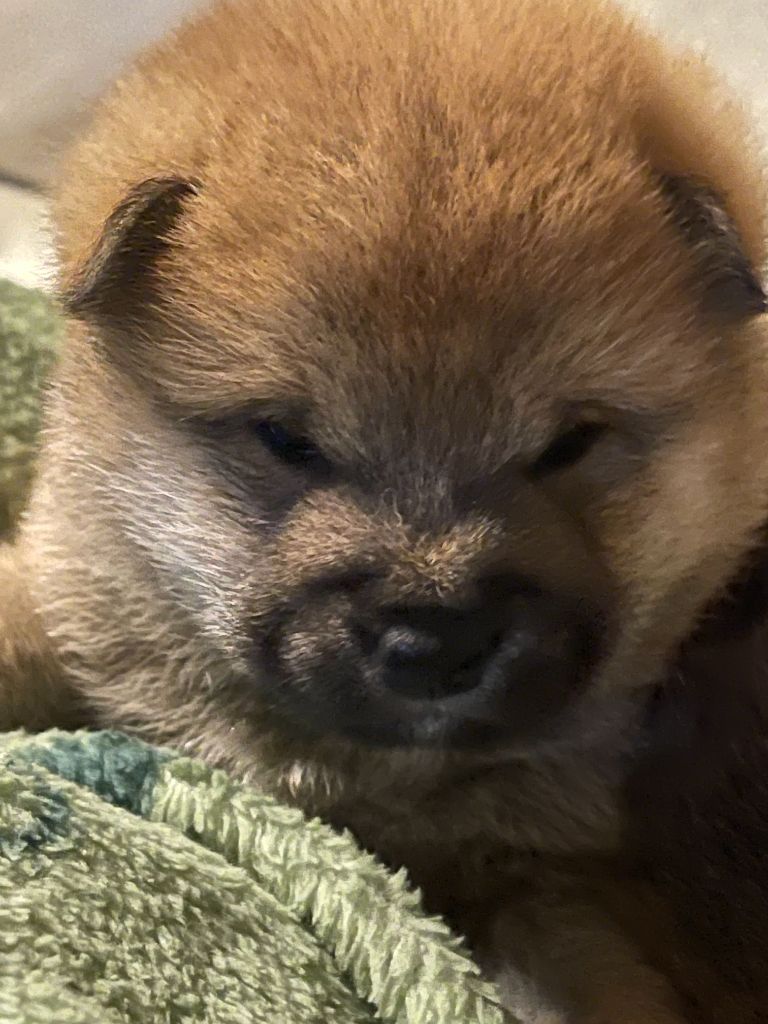 du mas d'elronde - Chiots disponibles - Shiba