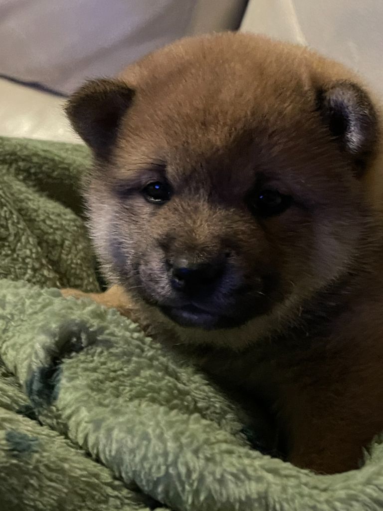 du mas d'elronde - Chiots disponibles - Shiba
