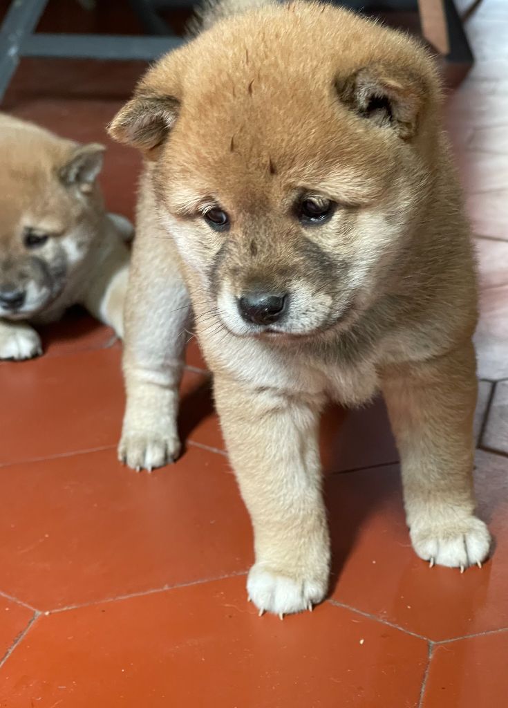 du mas d'elronde - Chiots disponibles - Shiba